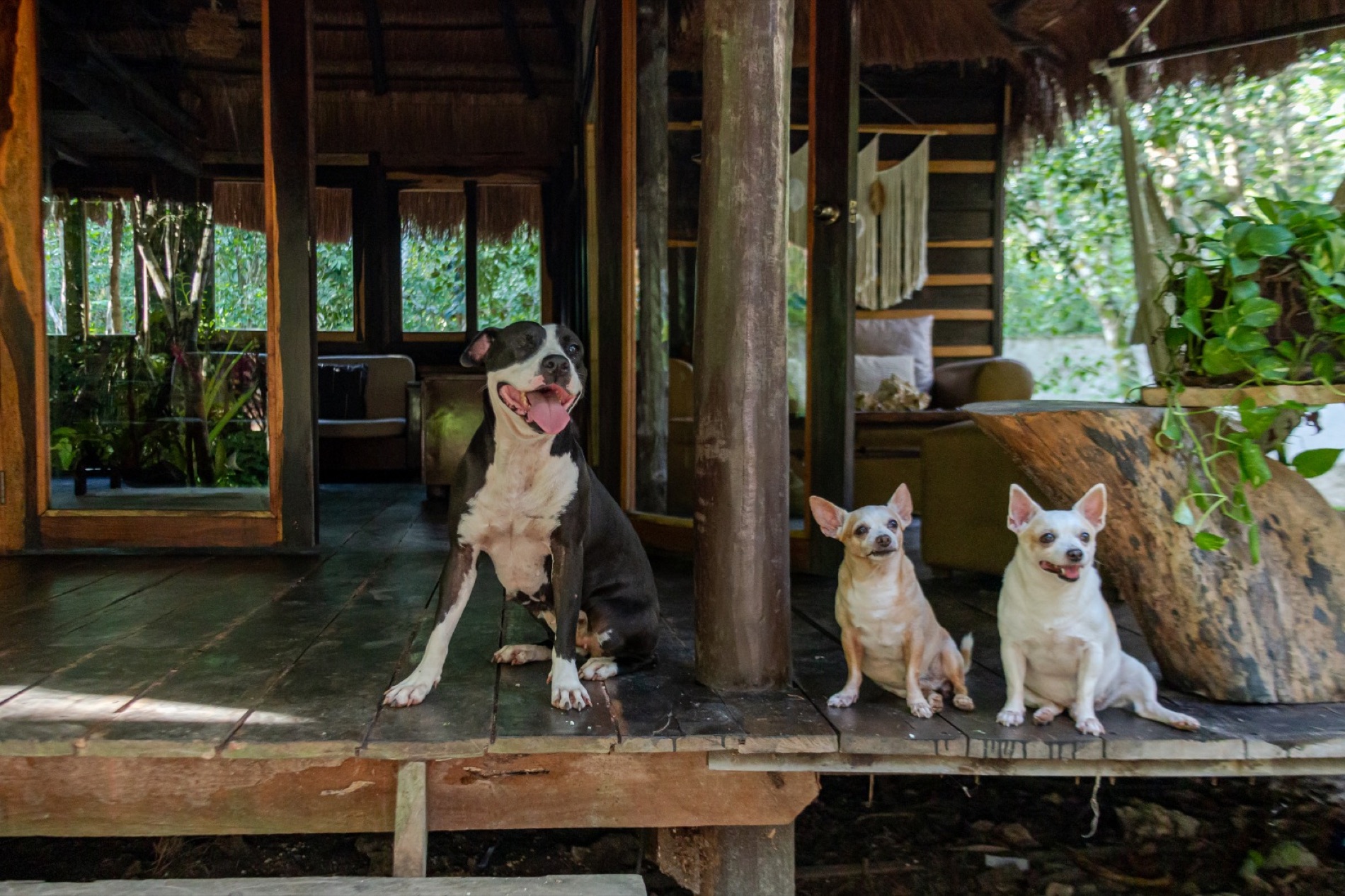 Nuestros perros en la terraza — Madre Tierra es pet friendly